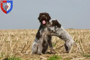 Mehr über den Artikel erfahren Korthals Griffon Züchter und Welpen in Pays de la Loire