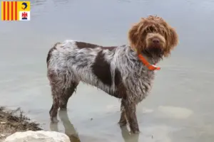 Mehr über den Artikel erfahren Korthals Griffon Züchter und Welpen in der Provence-Alpes-Côte d’Azur