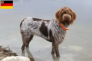 Mehr über den Artikel erfahren Korthals Griffon Züchter und Welpen in Rheinland-Pfalz