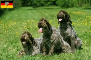 Mehr über den Artikel erfahren Korthals Griffon Züchter und Welpen im Saarland