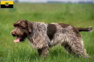 Mehr über den Artikel erfahren Korthals Griffon Züchter und Welpen in Sachsen-Anhalt
