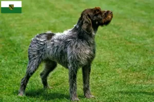 Mehr über den Artikel erfahren Korthals Griffon Züchter und Welpen in Sachsen