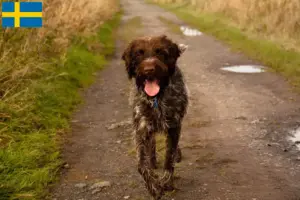 Mehr über den Artikel erfahren Korthals Griffon Züchter und Welpen in Schweden