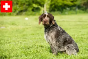 Mehr über den Artikel erfahren Korthals Griffon Züchter und Welpen in der Schweiz