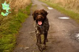 Mehr über den Artikel erfahren Korthals Griffon Züchter und Welpen in Sjælland