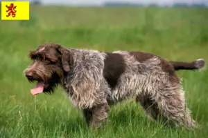 Mehr über den Artikel erfahren Korthals Griffon Züchter und Welpen in Südholland