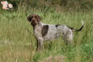 Mehr über den Artikel erfahren Korthals Griffon Züchter und Welpen in Syddanmark