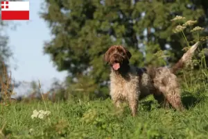 Mehr über den Artikel erfahren Korthals Griffon Züchter und Welpen in Utrecht