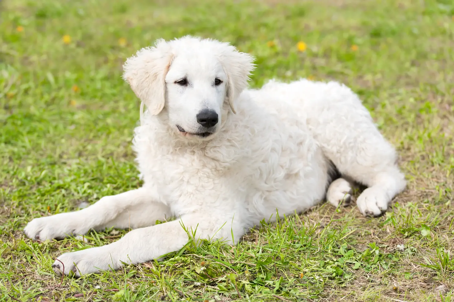 Einen Kuvasz Welpen zu kaufen, bedeutet Verantwortung zu übernehmen! Kuvasz Welpen kaufen.