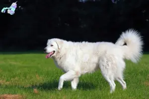 Mehr über den Artikel erfahren Kuvasz Züchter und Welpen in Nordjylland