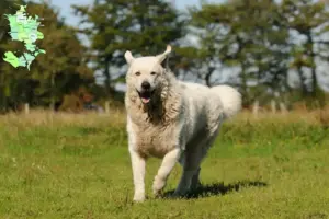 Mehr über den Artikel erfahren Kuvasz Züchter und Welpen in Sjælland