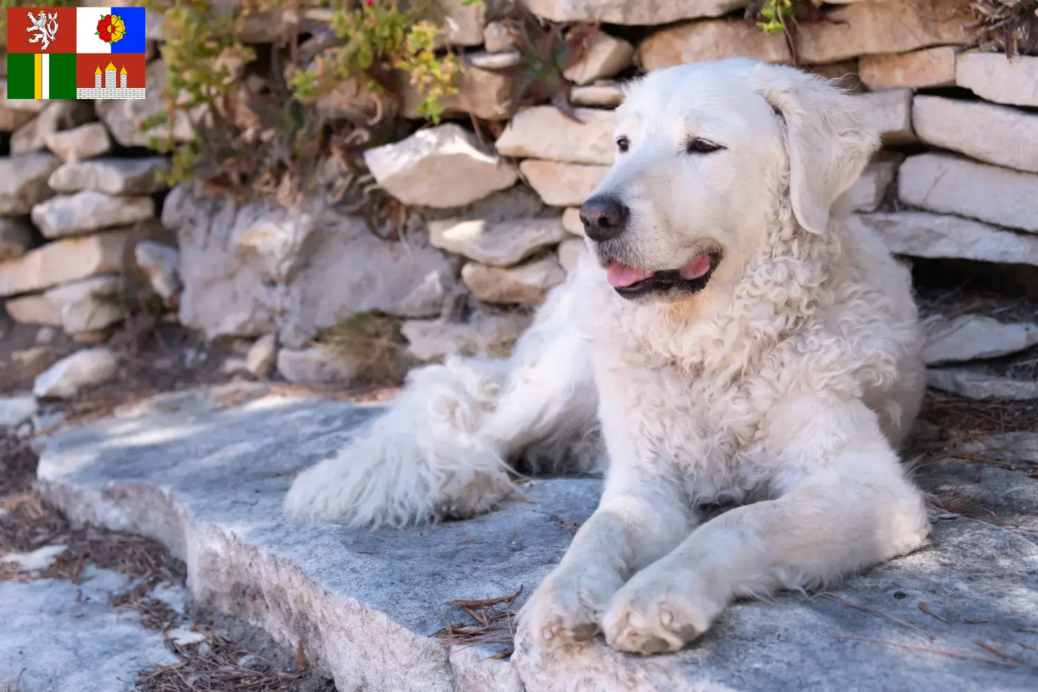 Kuvasz Welpen und Züchter Südböhmen Hier findest Du Kuvasz Züchter in Südböhmen.