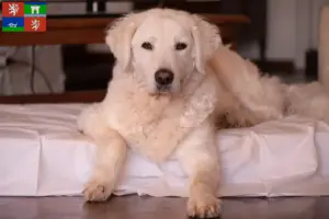 Mehr über den Artikel erfahren Kuvasz Züchter und Welpen in Ústí