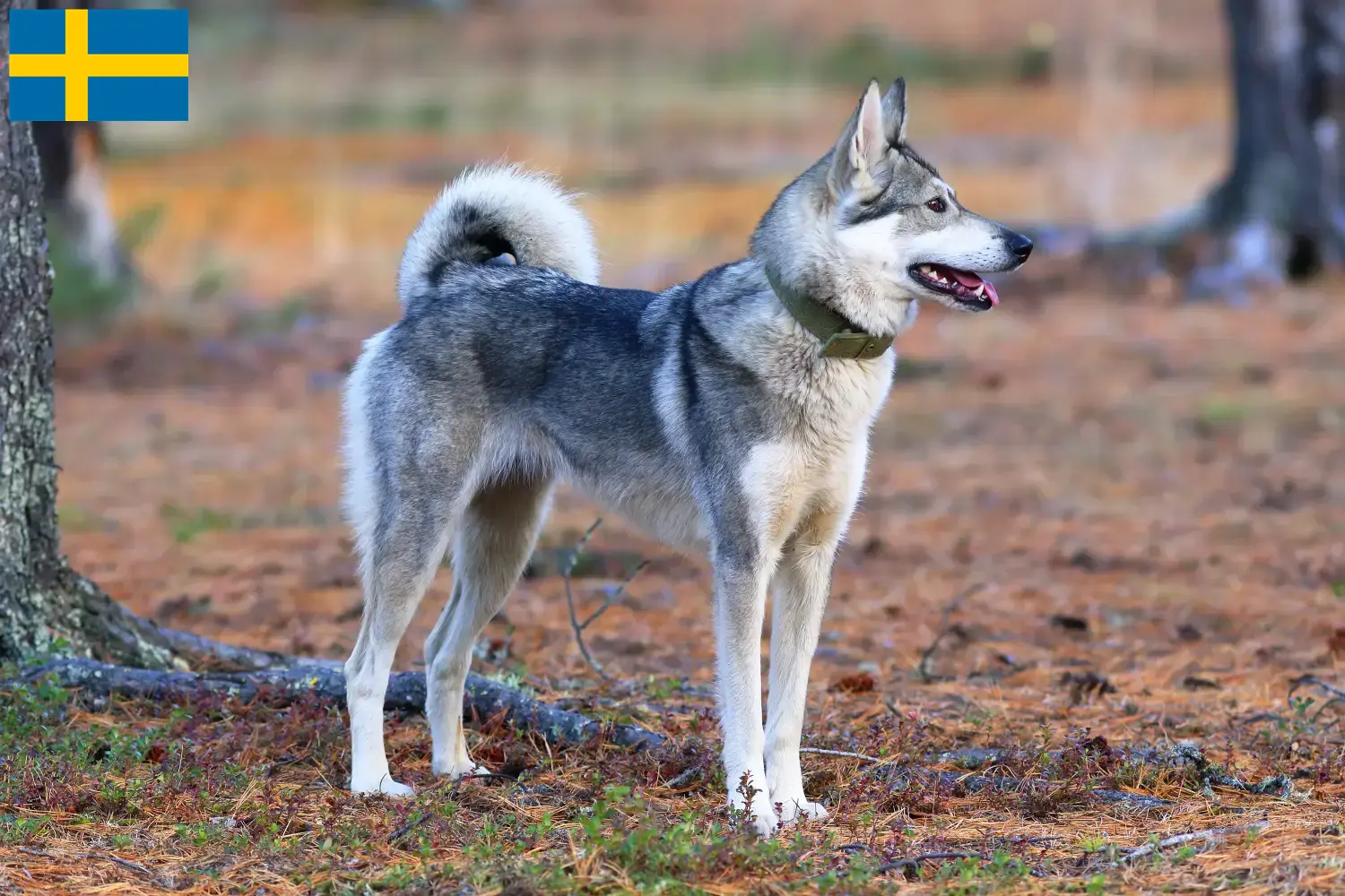 Laika Welpen und Züchter Schweden Hier findest Du Laikas Züchter in Schweden.