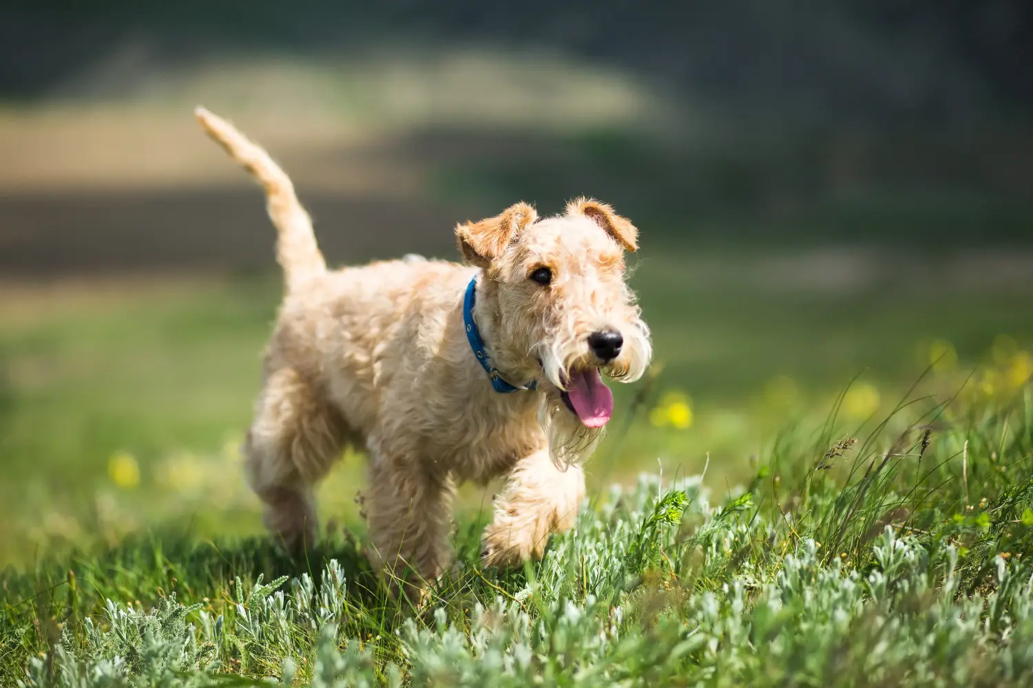 Einen Lakeland Terrier Welpen zu kaufen, bedeutet Verantwortung zu übernehmen! Lakeland Terrier Welpen kaufen.
