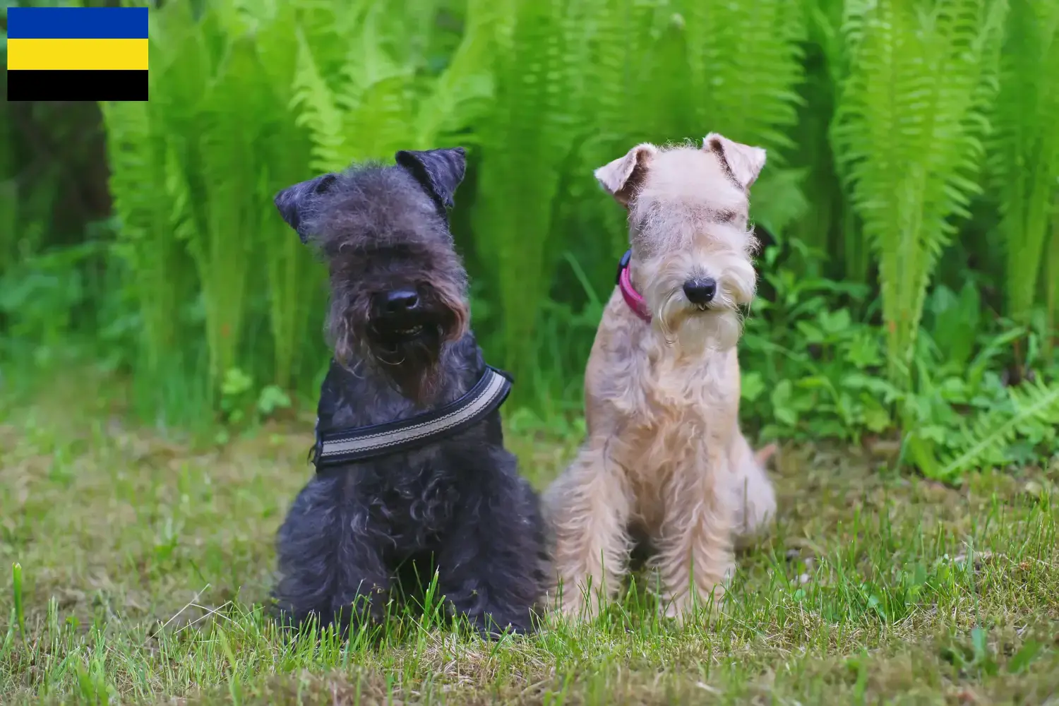 Lakeland Terrier Welpen und Züchter Gelderland Hier findest Du Lakeland Terrier Züchter in Gelderland.