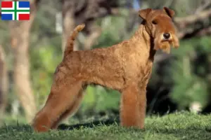 Mehr über den Artikel erfahren Lakeland Terrier Züchter und Welpen in Groningen