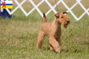 Mehr über den Artikel erfahren Lakeland Terrier Züchter und Welpen in Limburg