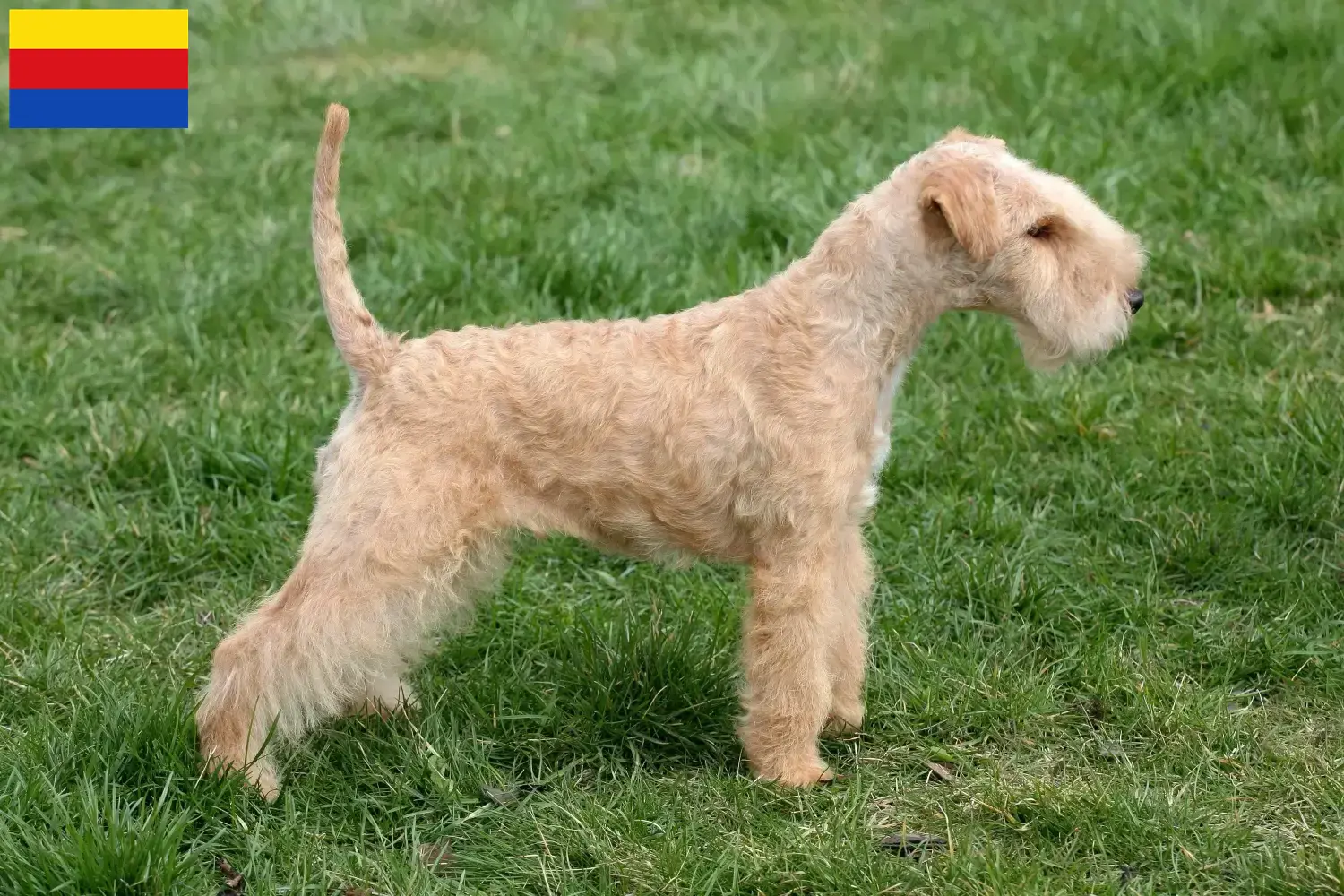 Lakeland Terrier Welpen und Züchter Nordholland Hier findest Du Lakeland Terrier Züchter in Nordholland.