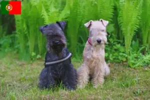 Mehr über den Artikel erfahren Lakeland Terrier Züchter und Welpen in Portugal