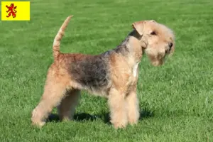 Mehr über den Artikel erfahren Lakeland Terrier Züchter und Welpen in Südholland