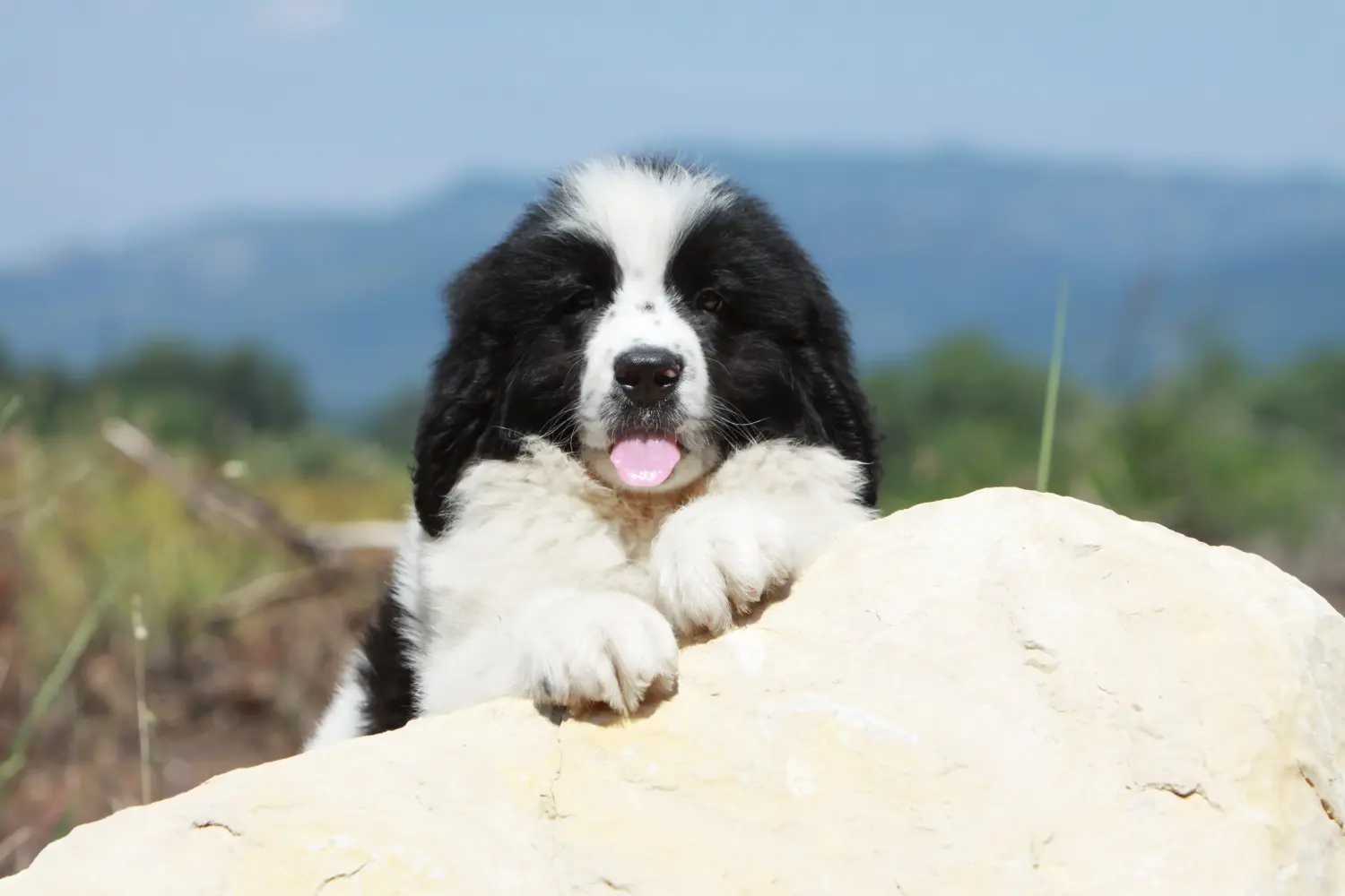Einen Landseer Welpen zu kaufen, bedeutet Verantwortung zu übernehmen! Landseer Welpen kaufen.