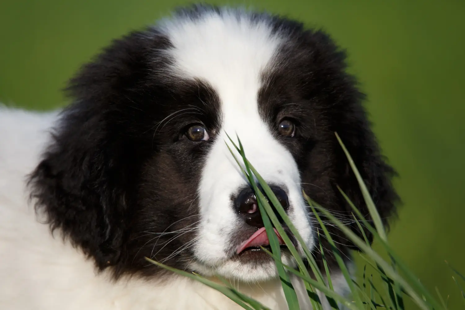 Einen Landseer Welpen zu kaufen, bedeutet Verantwortung zu übernehmen! Landseer Welpen kaufen.