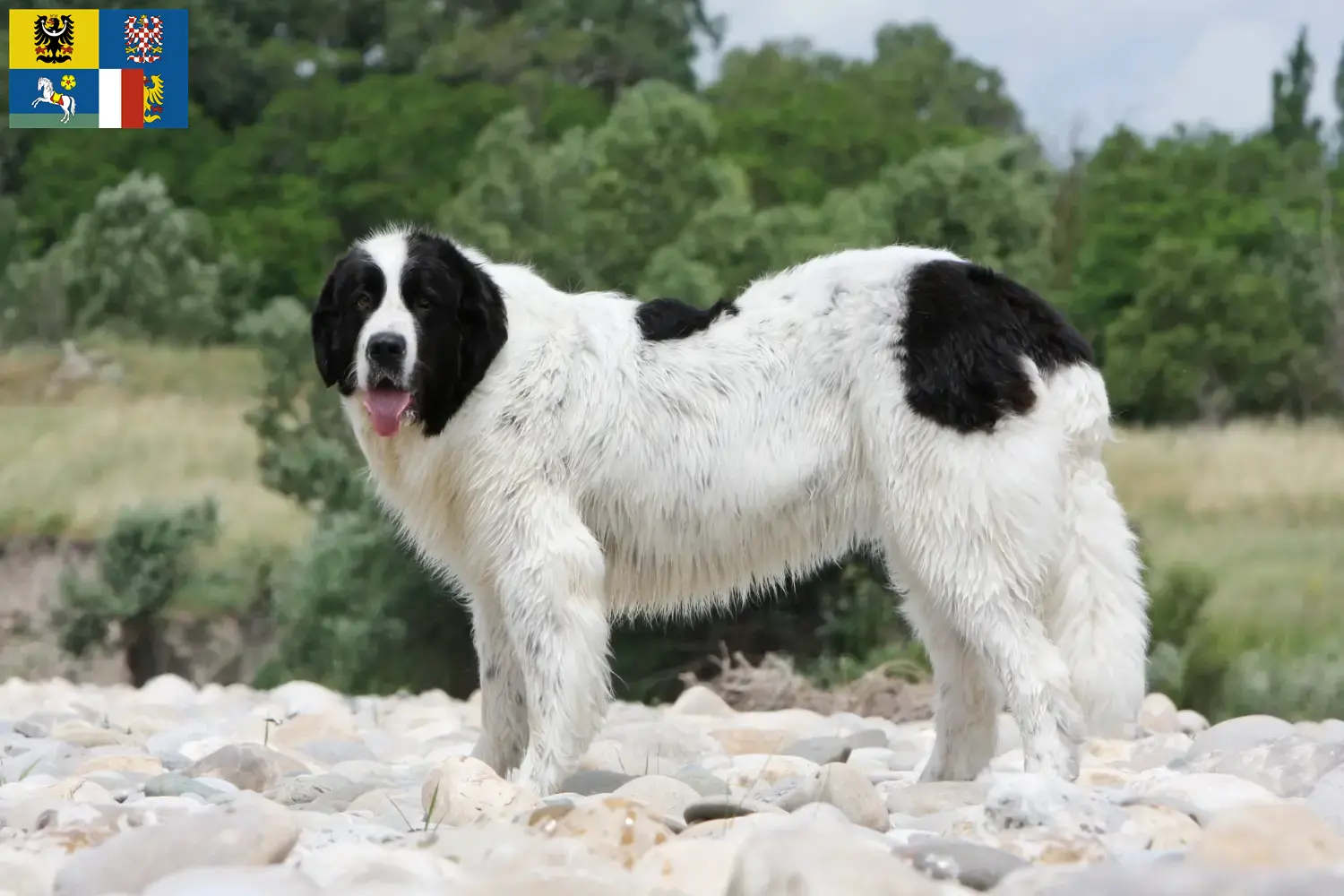 Landseer Welpen und Züchter Mähren-Schlesien Hier findest Du Landseer Züchter in Mähren-Schlesien.