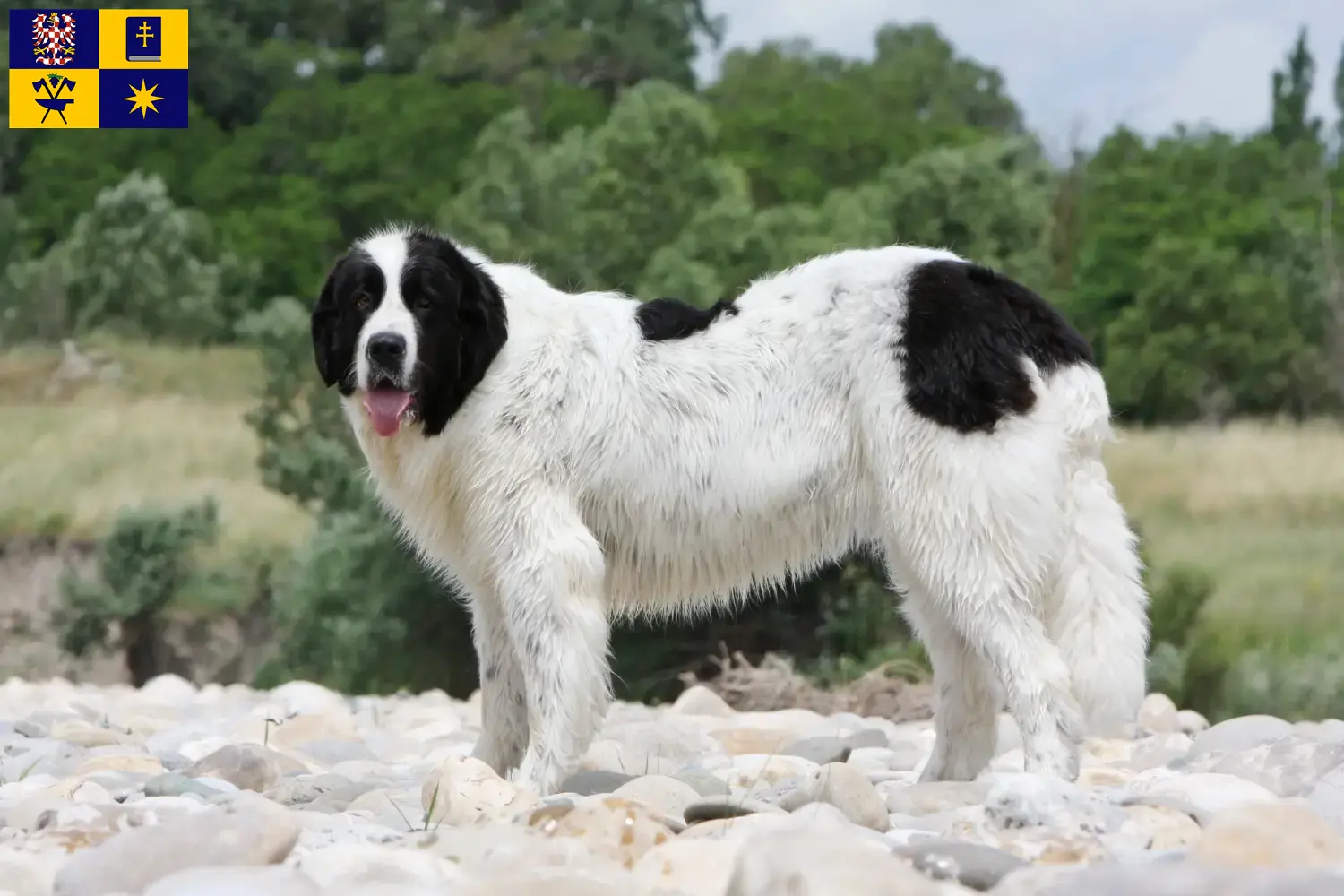 Landseer Welpen und Züchter Zlín Hier findest Du Landseer Züchter in Zlín.