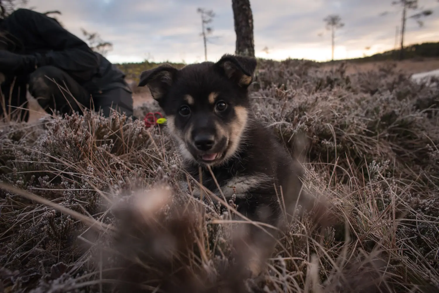 Einen Lappländischen Rentierhund Welpen zu kaufen, bedeutet Verantwortung zu übernehmen! Lappländischer Rentierhund Welpen kaufen.
