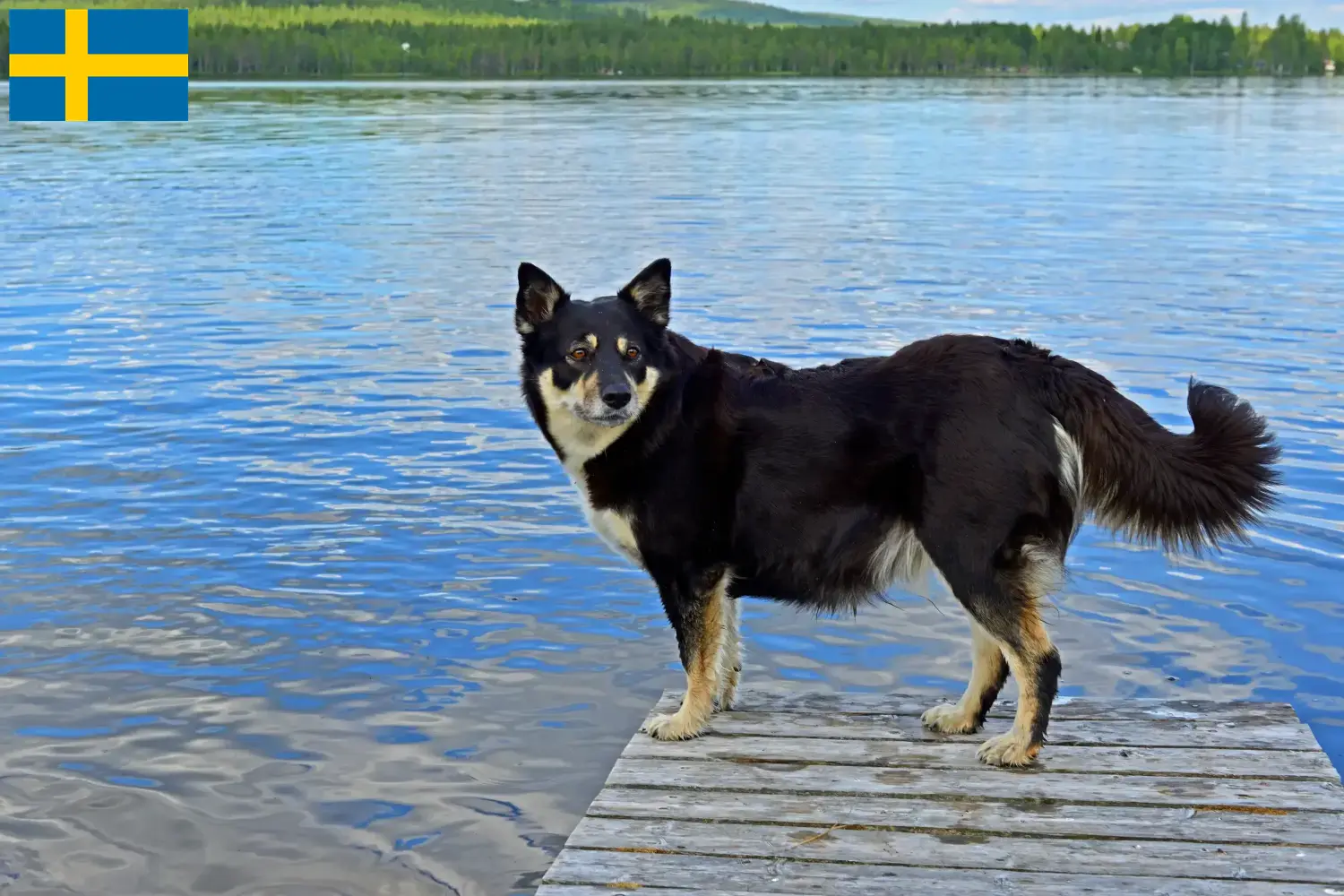 Lappländischer Rentierhund Welpen und Züchter Schweden Hier findest Du Lappländische Rentierhunde Züchter in Schweden.