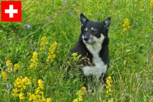 Mehr über den Artikel erfahren Lappländischer Rentierhund Züchter und Welpen in der Schweiz