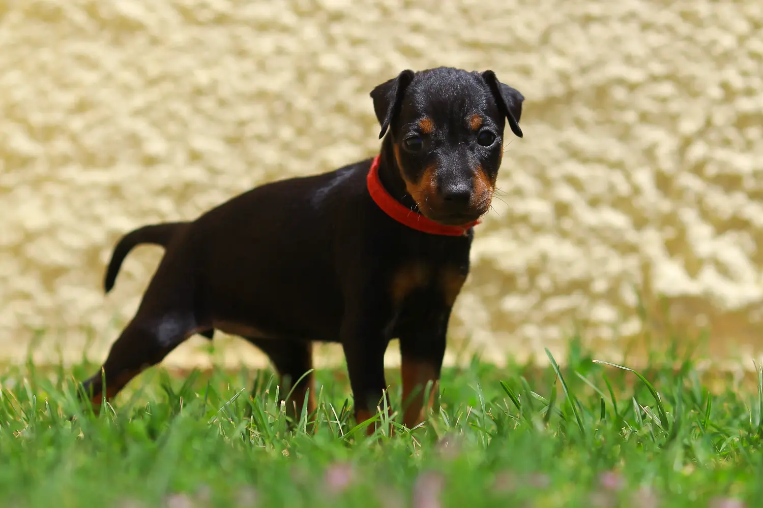 Einen Manchester-Terrier Welpen zu kaufen, bedeutet Verantwortung zu übernehmen! Manchester-Terrier Welpen kaufen.