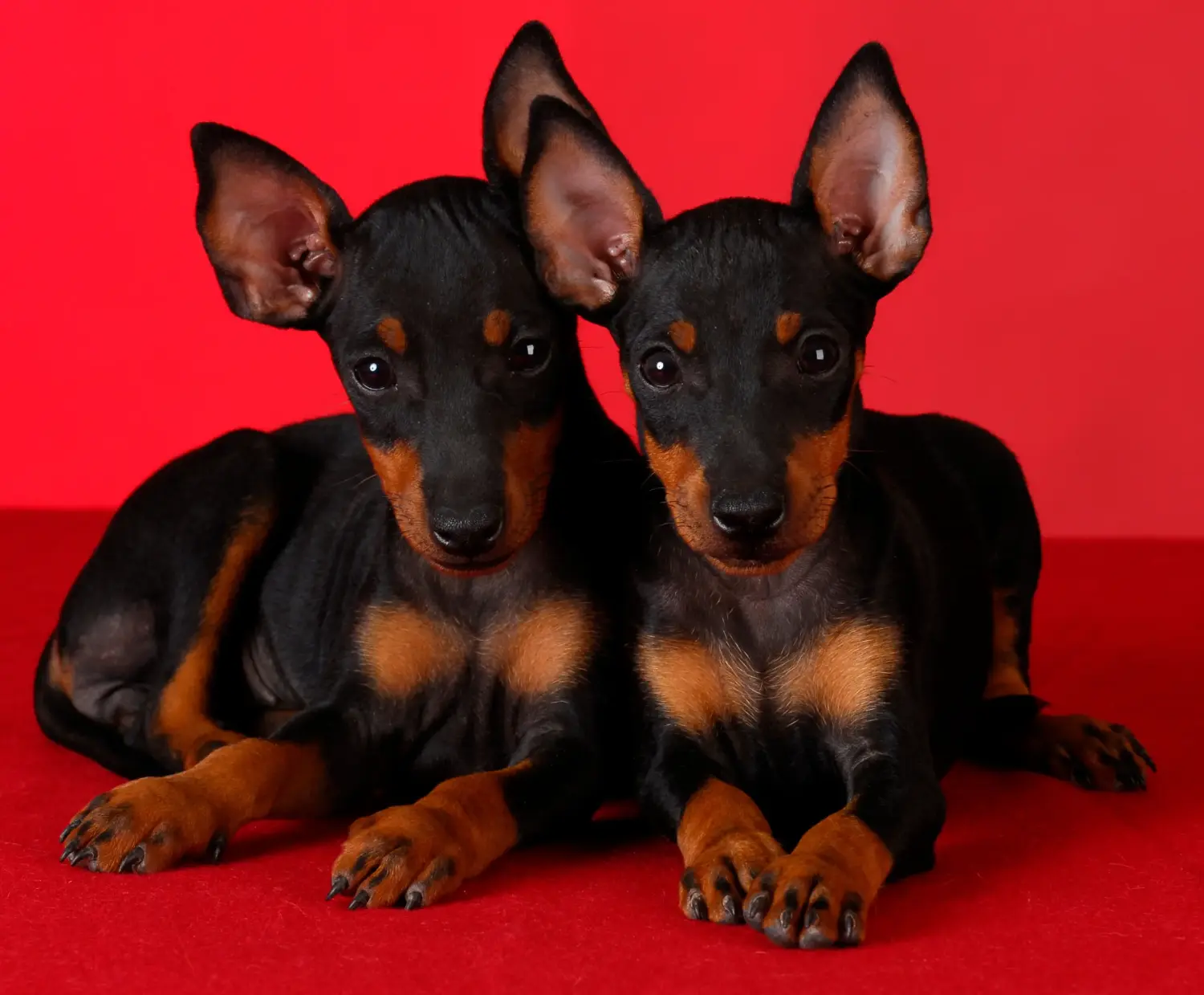 Einen Manchester-Terrier Welpen zu kaufen, bedeutet Verantwortung zu übernehmen! Manchester-Terrier Welpen kaufen.
