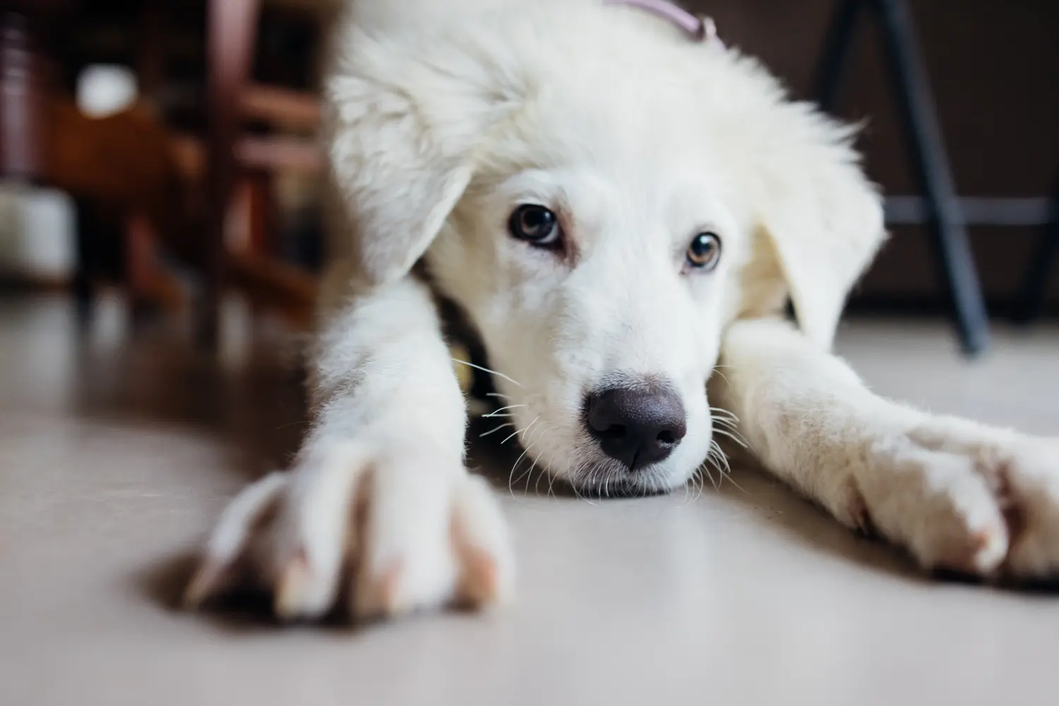 Einen Maremmen-Abruzzen-Schäferhund Welpen zu kaufen, bedeutet Verantwortung zu übernehmen! Maremmen-Abruzzen-Schäferhund Welpen kaufen.