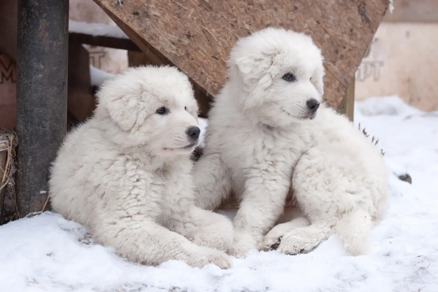 Einen Maremmen-Abruzzen-Schäferhund Welpen zu kaufen, bedeutet Verantwortung zu übernehmen! Maremmen-Abruzzen-Schäferhund Welpen kaufen.