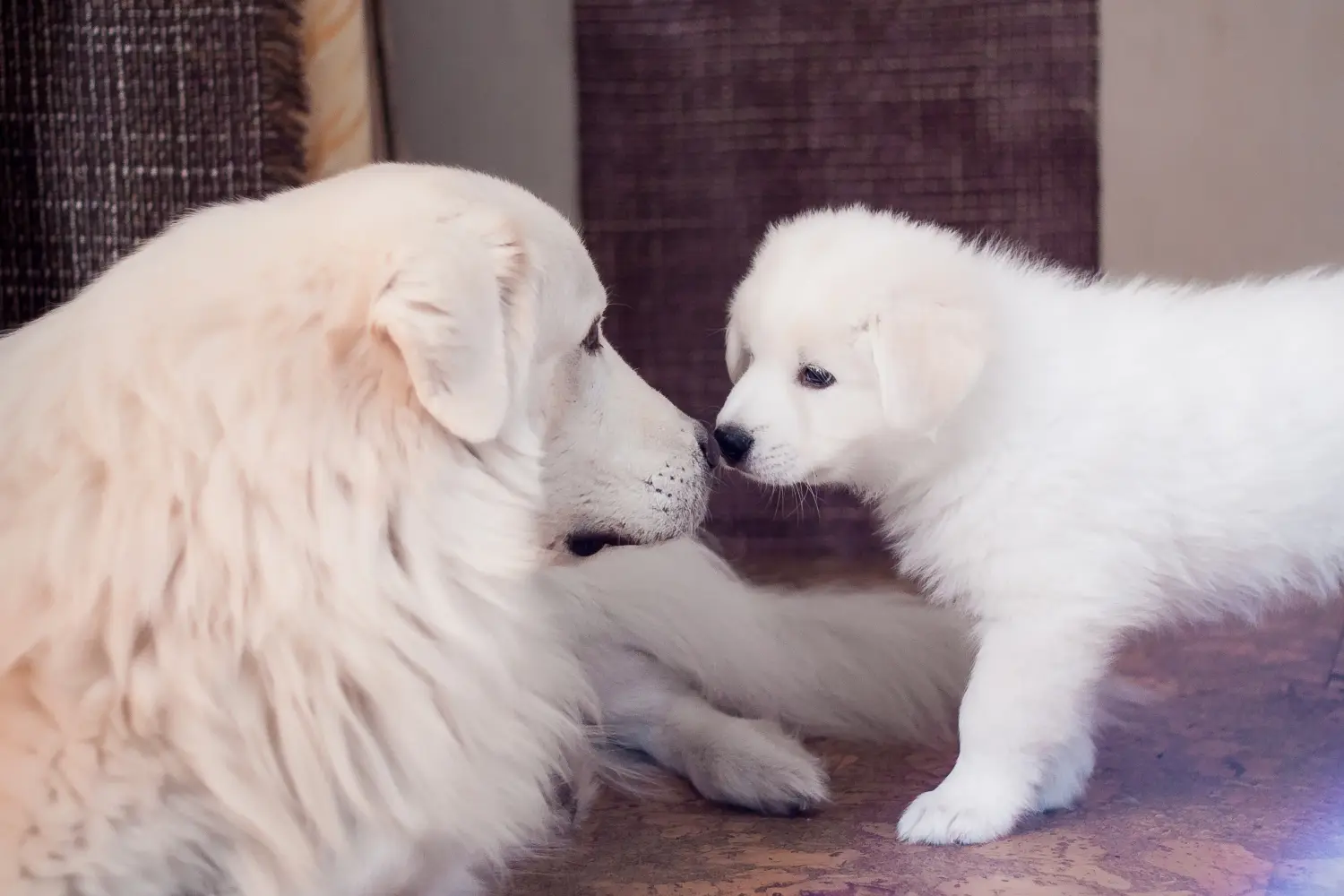 Einen Maremmen-Abruzzen-Schäferhund Welpen zu kaufen, bedeutet Verantwortung zu übernehmen! Maremmen-Abruzzen-Schäferhund Welpen kaufen.