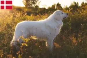 Mehr über den Artikel erfahren Maremmen-Abruzzen-Schäferhund Züchter und Welpen in Dänemark