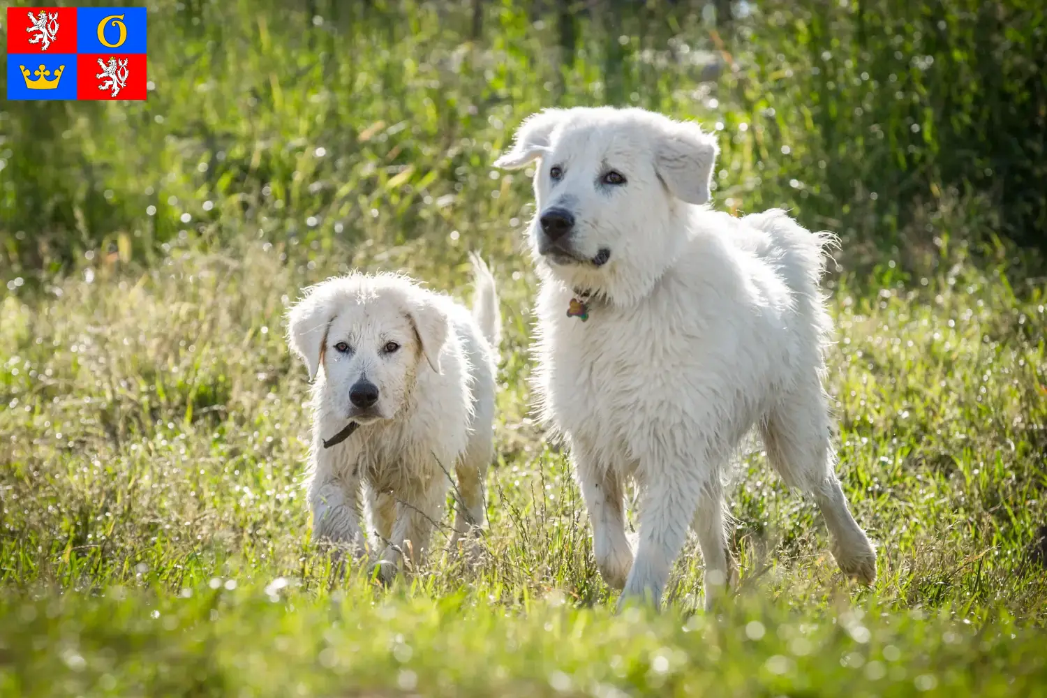 Maremmen-Abruzzen-Schäferhund Welpen und Züchter Hradec Králové Hier findest Du Maremmen-Abruzzen-Schäferhunde Züchter in Hradec Králové.