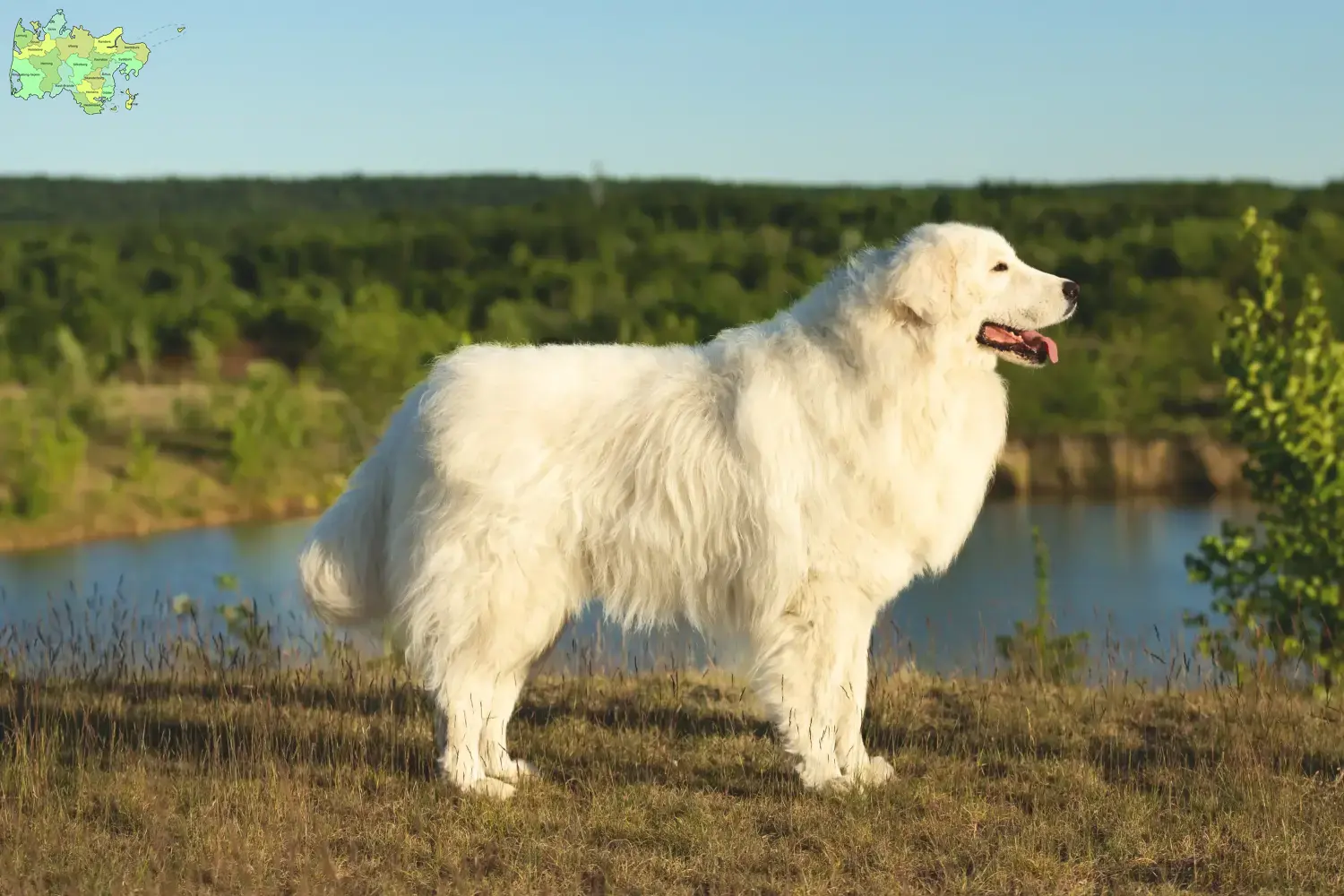 Maremmen-Abruzzen-Schäferhund Welpen und Züchter Midtjylland Hier findest Du Maremmen-Abruzzen-Schäferhunde Züchter in Midtjylland.