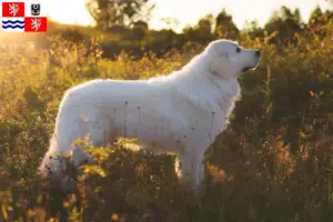 Mehr über den Artikel erfahren Maremmen-Abruzzen-Schäferhund Züchter und Welpen in Mittelböhmen