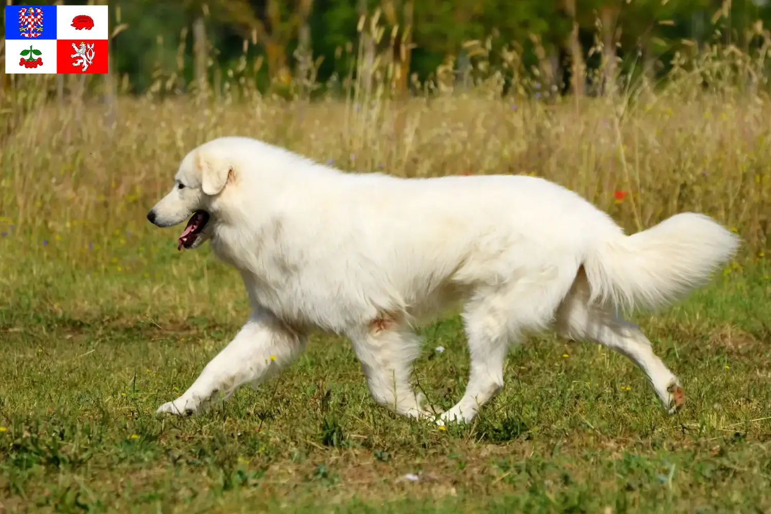 Maremmen-Abruzzen-Schäferhund Welpen und Züchter Vysočina Hier findest Du Maremmen-Abruzzen-Schäferhunde Züchter in Vysočina.