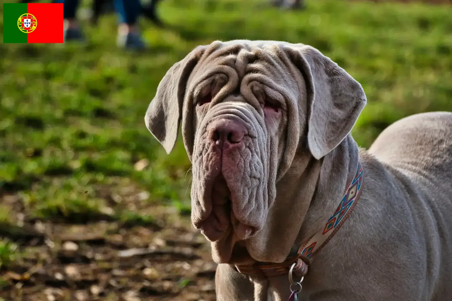 Mastino Napoletano Welpen und Züchter Portugal Hier findest Du Mastino Napoletanos Züchter in Portugal.