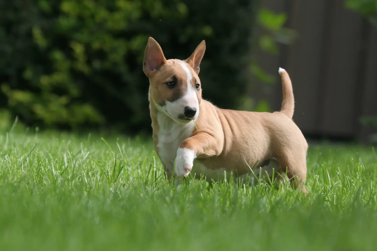 Einen Miniature Bull Terrier Welpen zu kaufen, bedeutet Verantwortung zu übernehmen! Miniature Bull Terrier Welpen kaufen.