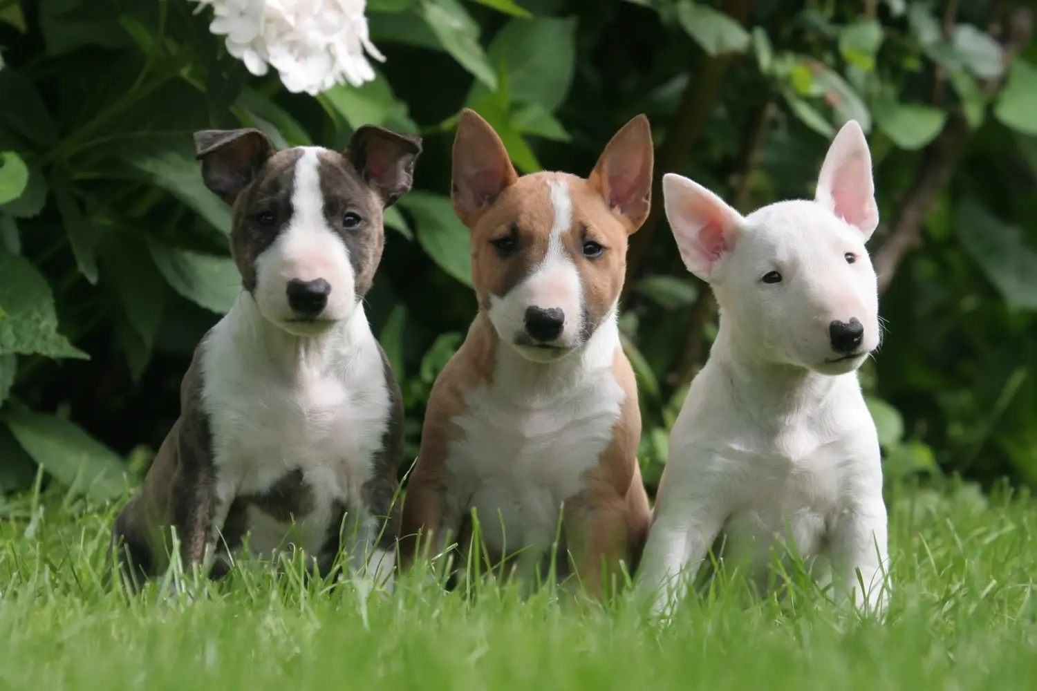Einen Miniature Bull Terrier Welpen zu kaufen, bedeutet Verantwortung zu übernehmen! Miniature Bull Terrier Welpen kaufen.
