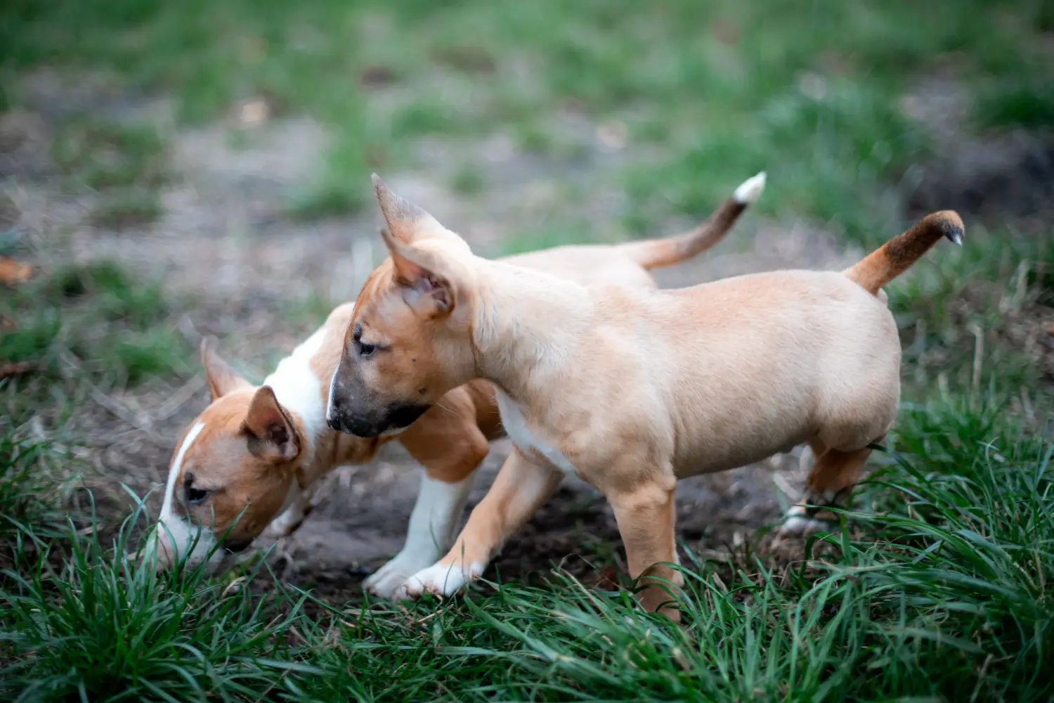 Einen Miniature Bull Terrier Welpen zu kaufen, bedeutet Verantwortung zu übernehmen! Miniature Bull Terrier Welpen kaufen.