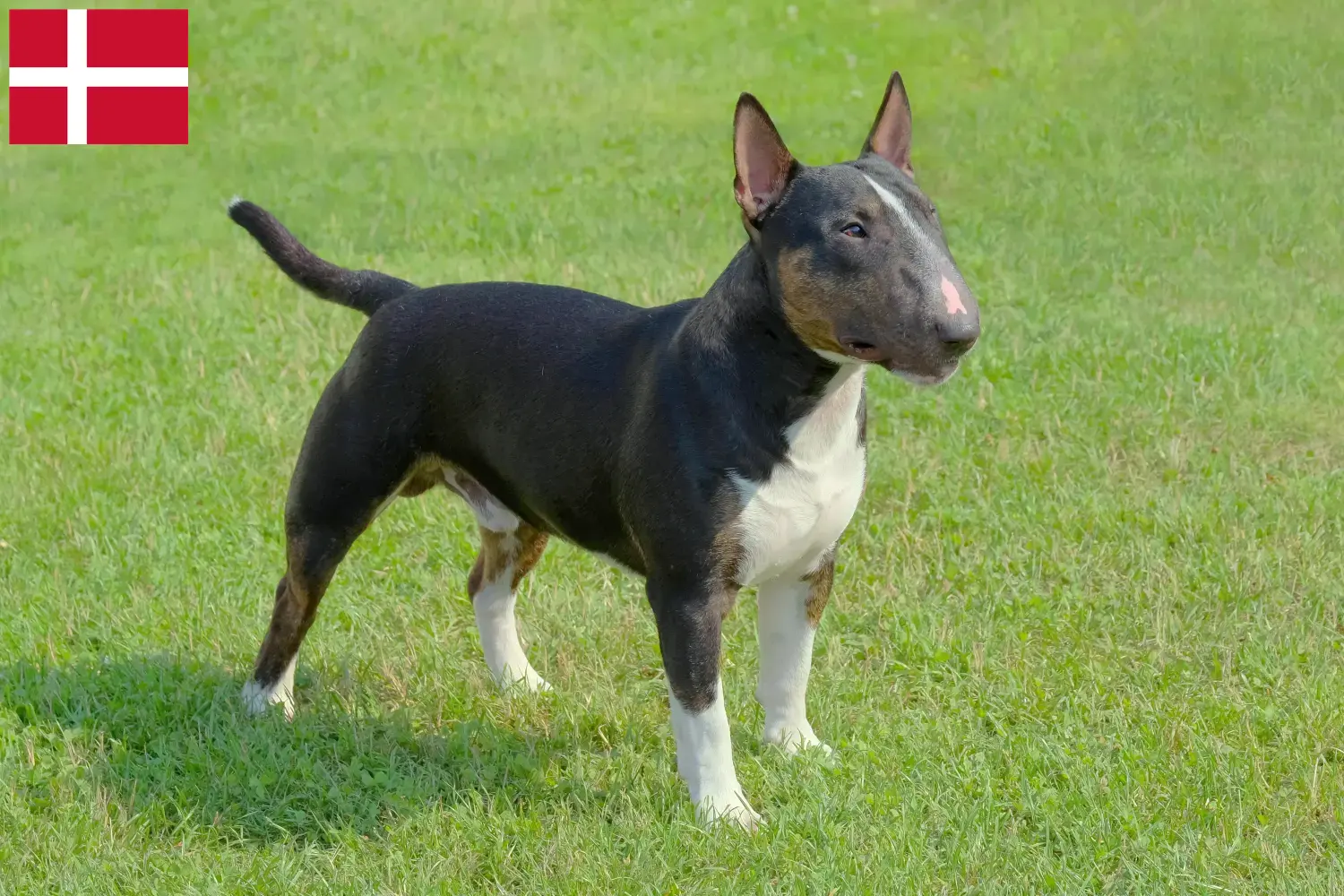 Miniature Bull Terrier Welpen und Züchter Dänemark Hier findest Du Miniature Bull Terrier Züchter in Dänemark.