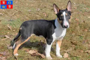 Mehr über den Artikel erfahren Miniature Bull Terrier Züchter und Welpen in Hradec Králové