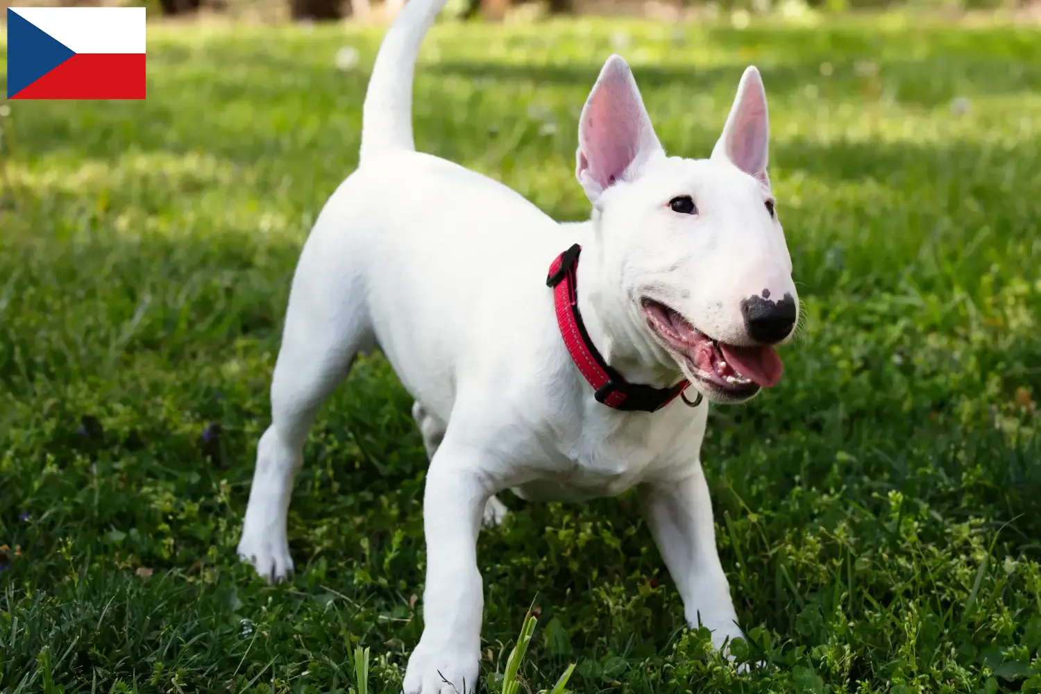 Miniature Bull Terrier Welpen und Züchter Tschechien Hier findest Du Miniature Bull Terrier Züchter in Tschechien.