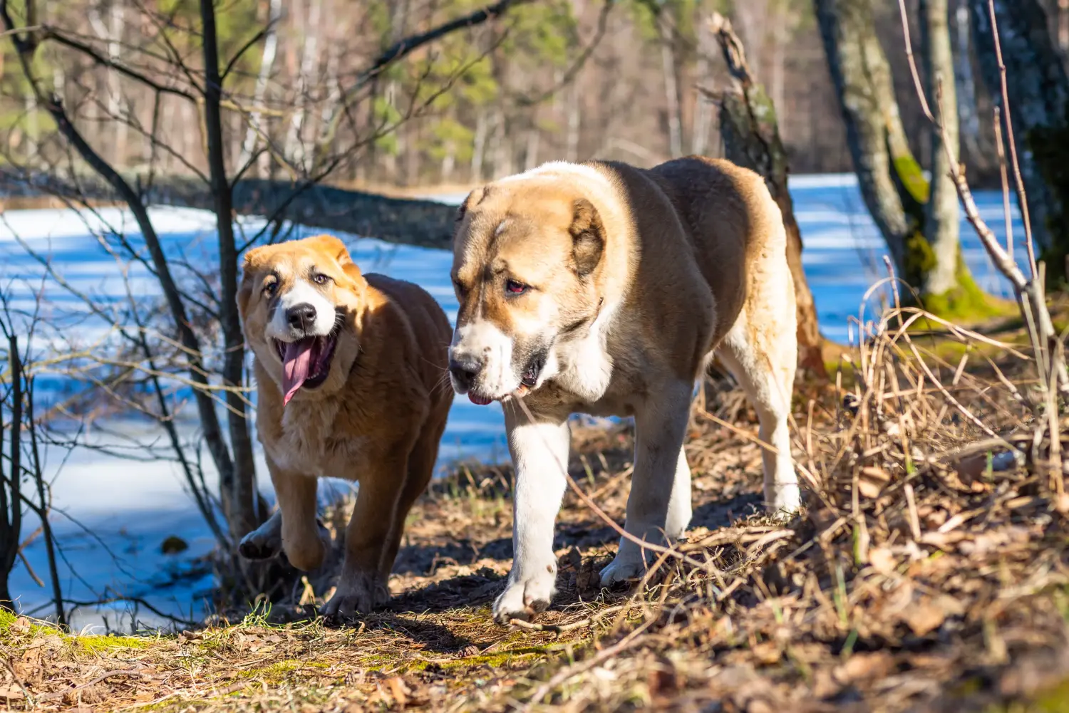 Einen Mittelasiatischen Schäferhund Welpen zu kaufen, bedeutet Verantwortung zu übernehmen! Mittelasiatischer Schäferhund Welpen kaufen.